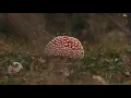 Ugasanie - Vapak