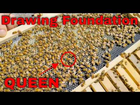 Download MP3 🔵What Your New Bees Need! - NUC Follow Along Ep. 2 - Drawing Foundation