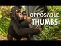 Great Ape Opposable Thumbs