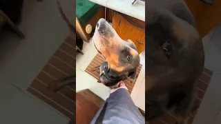 🐾💜#fyp #dream #youtube #pets #doberman