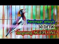 Download Lagu PANCINGAN AMPUH ATASI ANIS KEMBANG MACET BUNYI CEPAT NGEPLONG