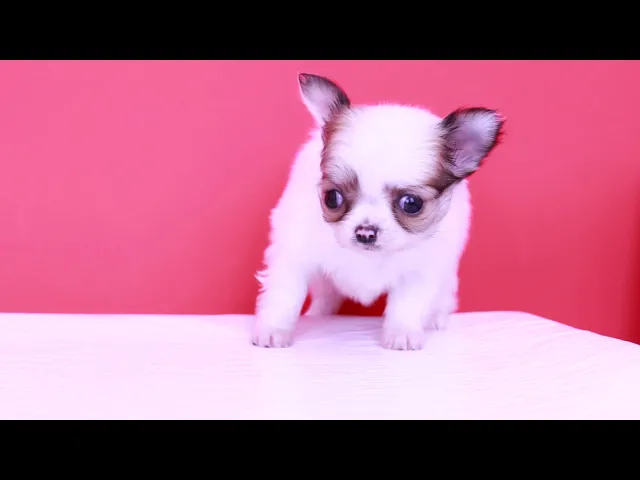 動画