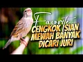 Lagu MATERI ISIAN MEWAH JAWARA ! MASTERAN KENARI ISIAN BLACKTHROAT GACOR PALING DICARI #28
