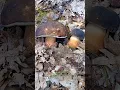 Download Lagu ¿Sabías que existía un boleto negro? | Boletus aereus #Boletus #Setas #naturaleza #shorts