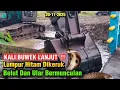 Lagu Normalisasi LANJUT ‼️Lumpur Dikeruk Belut Dan Ular Bermunculan