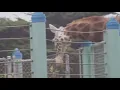 GIRAFFE sucking compilation