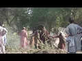 Hidden Cam of Public horse mating