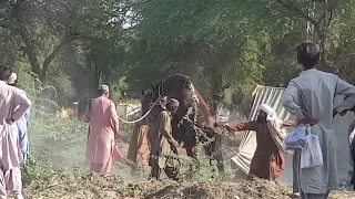 Hidden Cam of Public horse mating