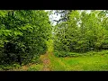 Download Lagu Vogelzang voor ontspanning en slaap 🌿 Natuurgeluiden voor stressverlichting