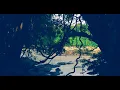 Lagu Cat Tien National Park - Quietly Looking at Nature | Vietnam | Dreamy Film