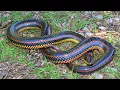 Glimpses of the Spectrum Unveiling the Mystery of the Rainbow Snake