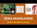 Download Lagu Hura Brasiliensis by Integrated Homoeopathy