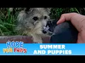 Watch how this stray mom reacted when Hope For Paws reached out for her puppies