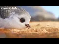Lagu Watch a Bird Overcome Fear in Pixar’s Heart Melting Film Piper | NAS