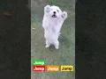 Download Lagu Jump Around! #dog #cute #dance