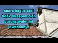 Download Lagu WALET CUEK TIDAK MERESPON SUARA PANGGIL INI PENYEBABNYA
