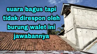 walet cuek tidak merespon suara panggil ini penyebabnya