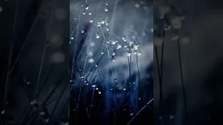 سنة الحياة  احمد بوخاطر دندنها