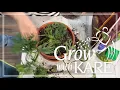 Grow With KARE Maintaining healthy houseplants