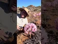 Fields of round pink lilies in the desert- Brunsvigia bosmaniae