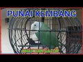 Download Lagu BURUNG PUNAI KEMBANG GACOR , SUARA BESAR DAN POWER GEDE