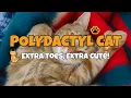 Polydactyl Cats 101 Everything You Need to Know