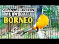 SIULAN dan KETREKAN murai batu BORNEO