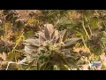Palmer Lake becomes the second municipality in El Paso County to sell recreational marijuana
