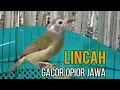 Download Lagu Opior Jawa lincah dan Gacor//burung cak jempol @ponirankwokchannel