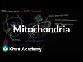 Mitochondria Structure of a cell Biology Khan Academy