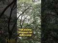 Download Lagu koes plus -  Bujangan