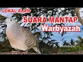 suara burung Perkutut Lokal Gacor dari alam liar paling manjur buat masteran