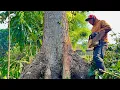 Download Lagu SUPER EXTREME‼️Cutting Down a Jumbo Mahogany Tree on the Edge of a Pineapple Grove.