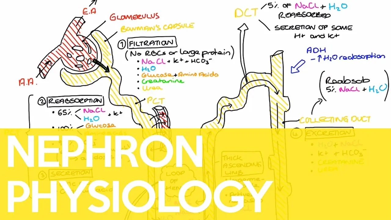 Physiology of the Nephron - Sarah Clifford Illustration Tutorial