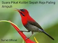Download Lagu SUARA PIKAT KOLIBRI SEPAH RAJA PALING AMPUH