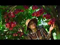 Download Lagu Harvest wild fruits to sell, buy chickens to raise