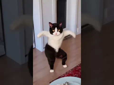 Tom and Jerry | Cat Dance | رقص القطط | القط المضحك | قطة كيوت