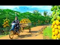 Download Lagu Harvest A Truckload Of Papayas To Sell At The Market, Cook With Papayas, Garden, Raise Livestock