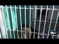 Puppy problem overwhelms Aiken County Animal Shelter