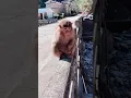 Download Lagu AWW MONKEY OF Little Monkey #Protection of wild animals is everyone's responsibility,