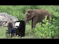 Debussy "Clair de Lune" on Piano for 80 Year Old Elephant