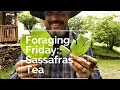 Foraging Friday Making Sassafras Tea