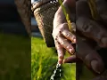 Download Lagu BALI INDONESIA #song #music #bali #sawah #fypシ゚viral #viral #shorts #nature #farming #love