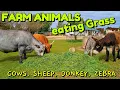 Farm Animals eating Grass together - Cows Sheep Donkey Zebra