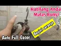 Download Lagu Cara merawat burung kutilang agar memaksa suara gacor ‼️ Begini Solusinya