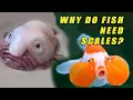 Why Do Fish Need Scales