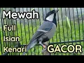 Download Lagu Keren! Gelatik batu gacor full isian kenari