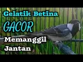 Download Lagu Suara gelatik batu betina memanggil jantan paling ampuh