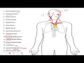Drawing Blood Vessels on Blank Body Diagram