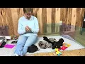 Melody s Schnoodle puppies August 10 2026